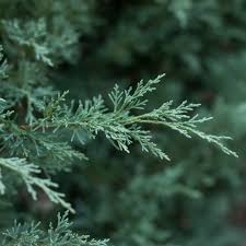 Image result for Cupressus funebris