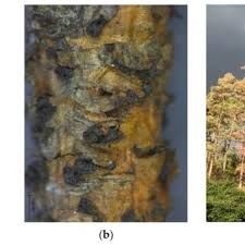 Image result for Sphaeropsis tumefaciens oleander symptoms