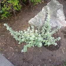 Maybe you would like to learn more about one of these? Helichrysum Petiolare Limelight Syn Helichrysum Petiolare Aureum Liquorice Plant Limelight In Gardentags Plant Encyclopedia