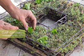 They are easy to grow, mostly for free. Succulent Wire Frame By Gap Photos Gap Gardens