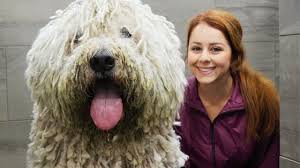 Image result for Komondor