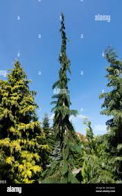 Image result for Viscum shirense