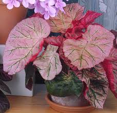 Image result for Begonia nyassensis