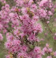 Image result for Maerua parvifolia