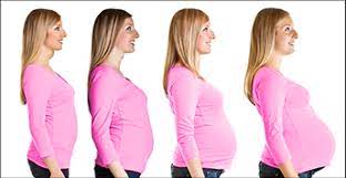 How can you tell how far along you are. Pregnancy Ovulation Calculators First Response First Response