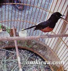 Maybe you would like to learn more about one of these? Mengatasi Kram Dan Keseleo Pada Kaki Burung Murai Batu Om Kicau