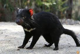 Tazmanya Seytani Canavari Sarcophilus Harrisii Hayvanlar Hayvan Canavarlar