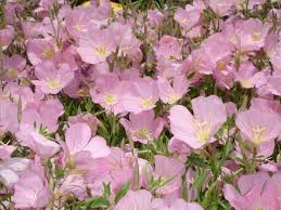 Image result for Ipomoea oenotherae