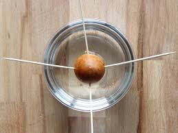 Open your avocados and gently remove the pits. How To Plant An Avocado Seed And Grow A Tree From A Pit Hgtv