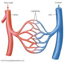 Blood vessel types anatomical diagram, medical scheme. Blood Vessel Definition Anatomy Function Types Britannica