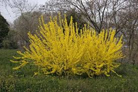To prevent spreading, cut back low lying branches and dig up and. I Want A Forsythia Bush In My Backyard Plants Forsythia Bush Forsythia