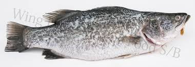 Some amphibia also live in water and have external gills. Barramundi Siakap Shop Online At Wing Hann