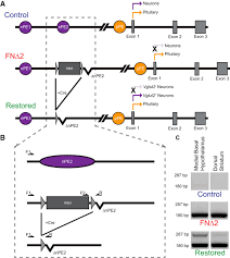Aún no tenemos una biografía de esta persona, quizas pueda ayudarnos a completar esta ficha presionando la opcion de editar. Selective Restoration Of Pomc Expression In Glutamatergic Pomc Neurons Evidence For A Dynamic Hypothalamic Neurotransmitter Network Eneuro