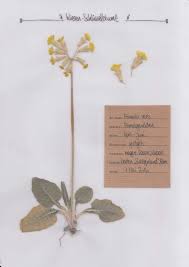Maybe you would like to learn more about one of these? 13 Herbarium Vorlage Ideen In 2021 Herbarium Vorlage Blumen Pressen Pflanzen