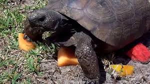 Well you're in luck, because here they come. Florida Gopher Tortoise Care Tips Habit Breeding Review 2020