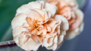 Elegant carnation plants provide classic charm to gardens, borders and containers. Carnation Care How To Plant Grow Carnations In A Garden