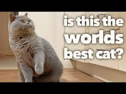 The other way to the british shorthair cat's default facial expression is in dispute. British Shorthair Cat Review After 5 Years The Worlds Best Cat Official Video Youtube