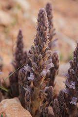 Image result for Sopubia eminii