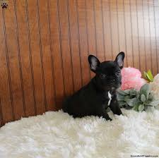 French bulldog puppies ohio for sale. Fran French Bulldog Puppy For Sale In Ohio
