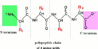 chemical makeup and schematic of a protein a protein is