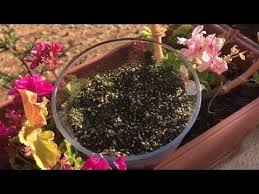 افضل طريقة عمل الزعتر الاردني الاخضر على الطريقة الفلسطينية ازكى اكل في العالم مطبخ هنوو Youtube Zaatar Plants
