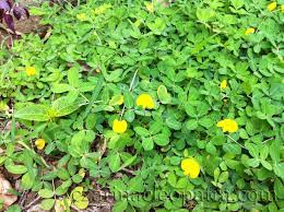 Best Ground Cover Plants For Lawn Peanut Plant And Carabao Grass Best Ground Cover Plants Ground Cover Plants Ground Cover