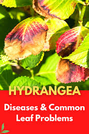 Printable pdf click on images to see larger view. Hydrangea Diseases Common Hydrangea Leaf Problems In 2021 Hydrangea Leaves Hydrangea Hydrangea Diseases