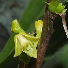 Image result for Polystachya