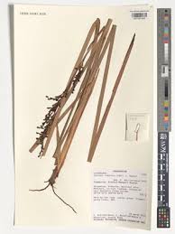 Image result for Pycreus africanus