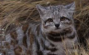 Andean mountain cat has been listed as endangered on the iucn red list. Field Notes Finding Jacobo An Andean Cat Captivates Conservationists