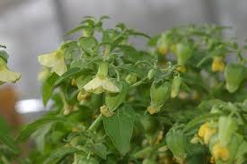 Image result for Physalis viscosa