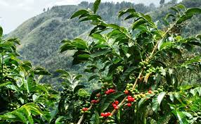 Would you drink coffee made from poop? Bali Coffee Plantation