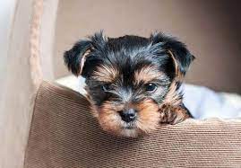 Akc Yorkshire Terrier Puppies Yorkshireterrierpuppies Yorkshire Terrier Breeders Yorkie Puppy For Sale Yorkie Puppy