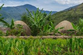 Indonesia Go Id Keunikan Pertanian Di Papua