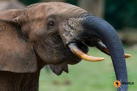 Image result for Zanha africana