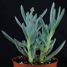 Image result for Senecio sp.no.1