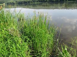 Image result for Schoenoplectus muriculatus