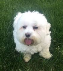 Testimonials Dog Liver Shunt