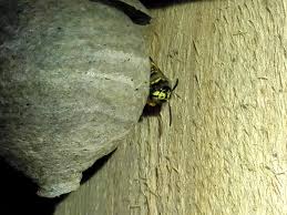 Was tust du wenn du bienen / wespen in der wohnung hast? Wespen Hornissen Und Andere Plagegeister Jagdtipp De