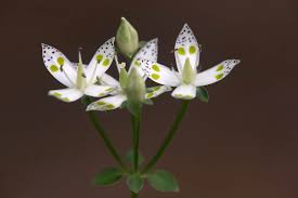 Image result for Swertia erosula