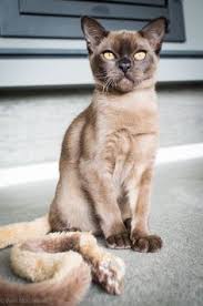 Breeder of traditional burmese cats 10 miles outside dc. 30 Burmese Cats Ideas Burmese Cat Cats Burmese