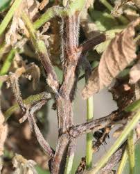 If this has been covered up, your tree is more likely to get root rot. Phytophthora Root Stem Rot Soybean Disease Soybean Research Information Network Srin