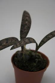 Image result for Oeceoclades saundersiana