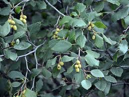 Image result for Alinula sp.