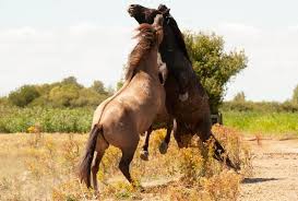 Die geschichte der oostvaardersplassen beginnt „erst 1968, als im neu angelegten flevopolder große wasserflächen verblieben. De Grote Grazers Van De Oostvaardersplassen Een Morele Analyse Animal Rights