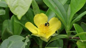 Image result for Lipotriche