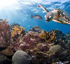 Hawksbill sea turtles live in oceans, seas, and bodies of water. Top 10 Facts About Marine Turtles Wwf