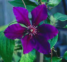 Maybe you would like to learn more about one of these? Clematis Royal Velvet
