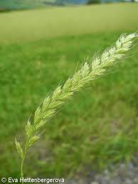 Image result for Lolium multiflorum