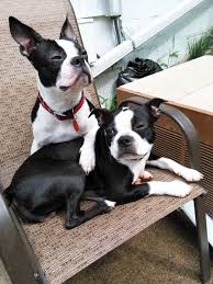 Its intelligence ensures it picks things up quickly. Boston Terrier Puppies For Sale Denver Co 317028